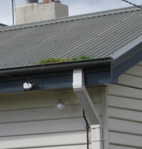 Weeds growing in gutter